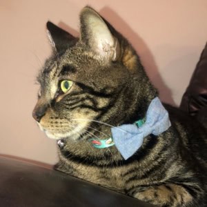 Cat Sitting Service Testimonial for Critters and Co