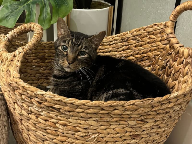 Cat in a basket