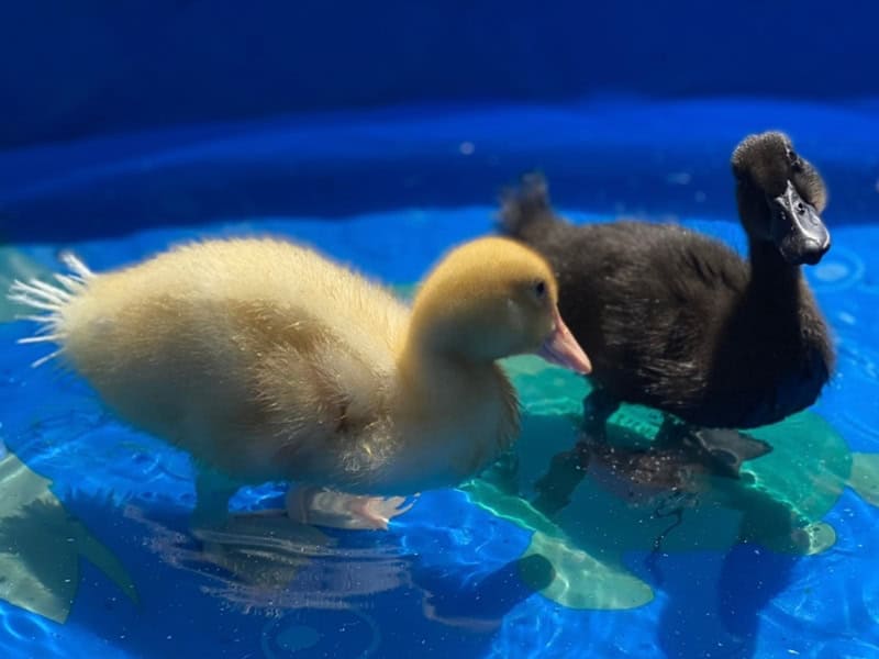 Ducks in a Pool