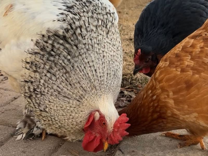 Feeding Chickens