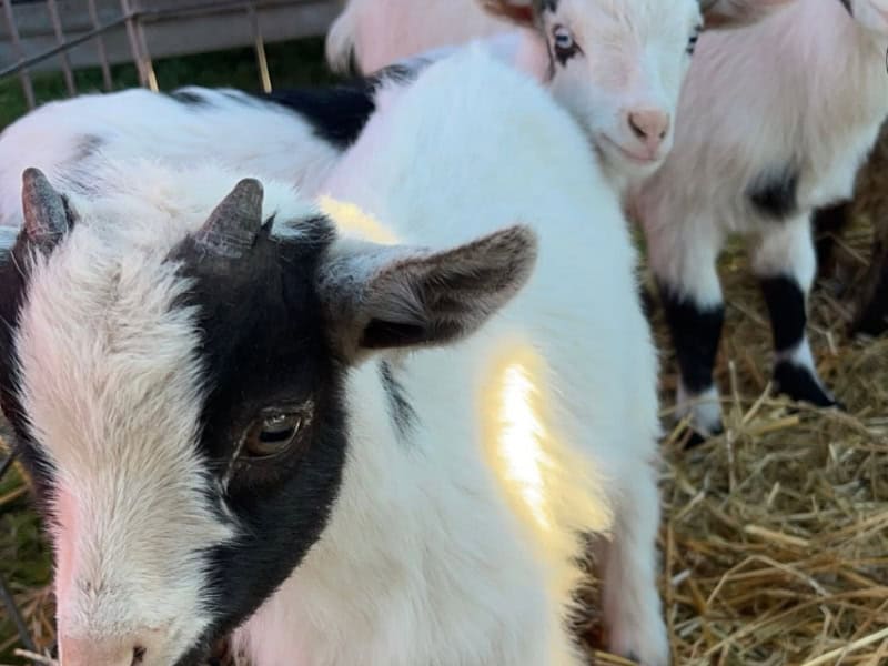 Feeding Goats